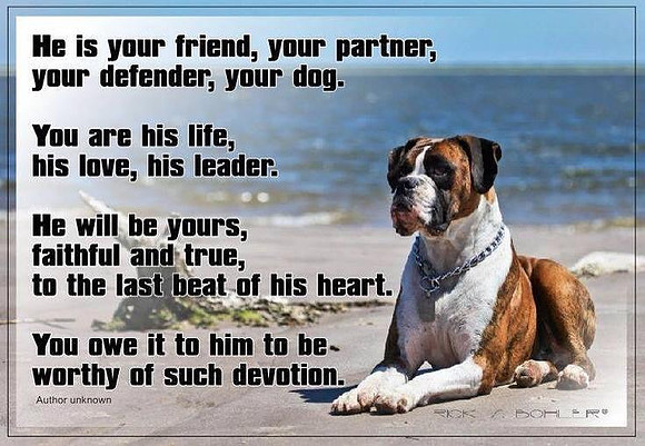 dogs