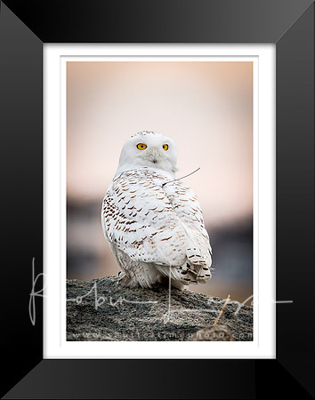 Snowy Owl - Available Only as an 11x14