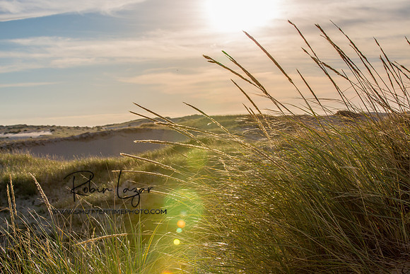 Dunes in Provincetown