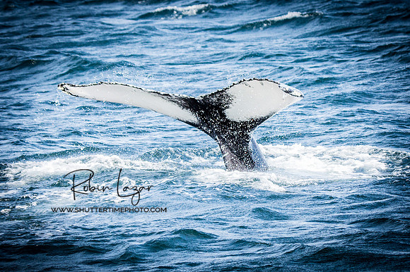 A Whales Tail